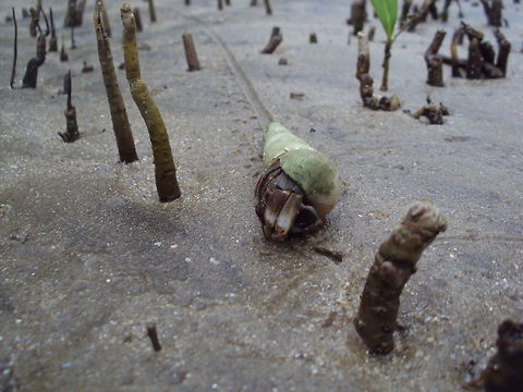 Hermit crab leaving a trail This hermit crab travelled along a beach in Bako National Park, located in Sarawak Borneo. It left a nice trail of both a dragmark and leg imprints Asia,Bako,Borneo,Caribbean hermit crab,Coenobita clypeatus,Hermit Crab,Malaysia,National Park,Sarawak,Trail