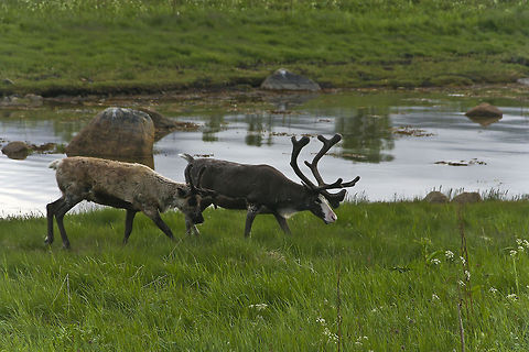 Two reindeer at the river bank These two reindeer were photographed when they walked along a river bank in Norway Europe,Norway,Rangifer tarandus,Reindeer,River