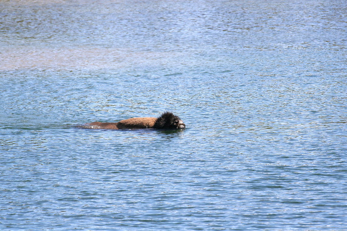 Bison crossing river This bison was photographed in the middle of a river while crossing to the other side in Yellowstone National Park American bison,Bison,Bison bison,National park,North America,River,United States,Yellowstone National Park