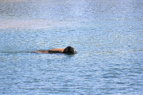 Bison crossing river This bison was photographed in the middle of a river while crossing to the other side in Yellowstone National Park American bison,Bison,Bison bison,National park,North America,River,United States,Yellowstone National Park
