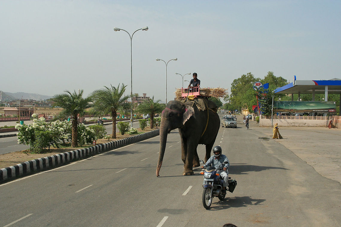 Elephant hauling branches This elephant was spotted in the daily traffic in Jaipur, India. Asia,Asian Elephant,Elephas maximus indicus,India,Indian Elephant,Jaipur