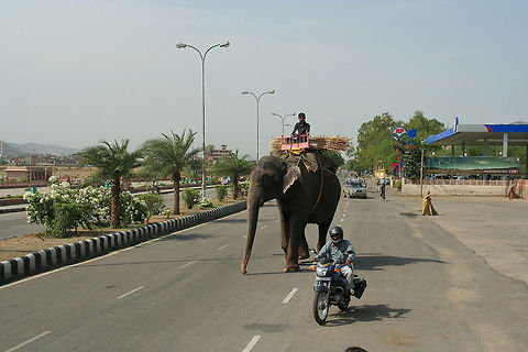 Elephant hauling branches This elephant was spotted in the daily traffic in Jaipur, India. Asia,Asian Elephant,Elephas maximus indicus,India,Indian Elephant,Jaipur