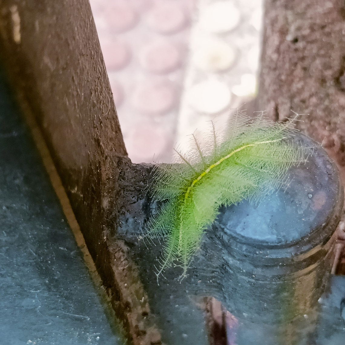 Green Insect with feathers I don't know the name of this insect. I just observed that this insect is green colour and have small hairs on legs. I felt strange. So I took pic of this insect. The location is Shankarpally which is near to Hyderabad, Telangana state, India.<br />
Please suggest name of this insect, I did not find the classification of this insect.