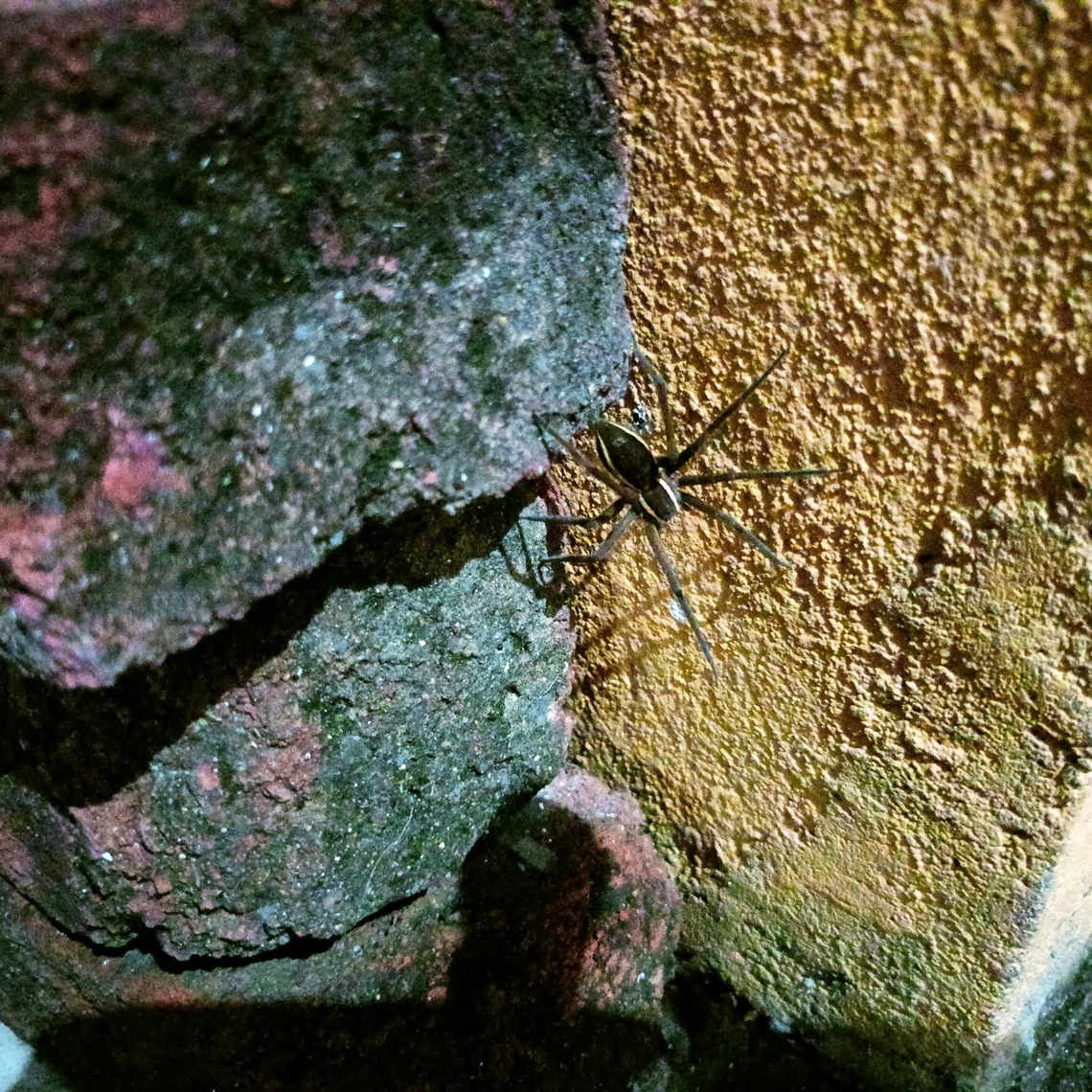 Black spider I felt strange and took pic of this spider. Location is Shankarpally, Near to Hyderabad, Telangana state, India Insects