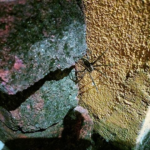 Black spider I felt strange and took pic of this spider. Location is Shankarpally, Near to Hyderabad, Telangana state, India Insects