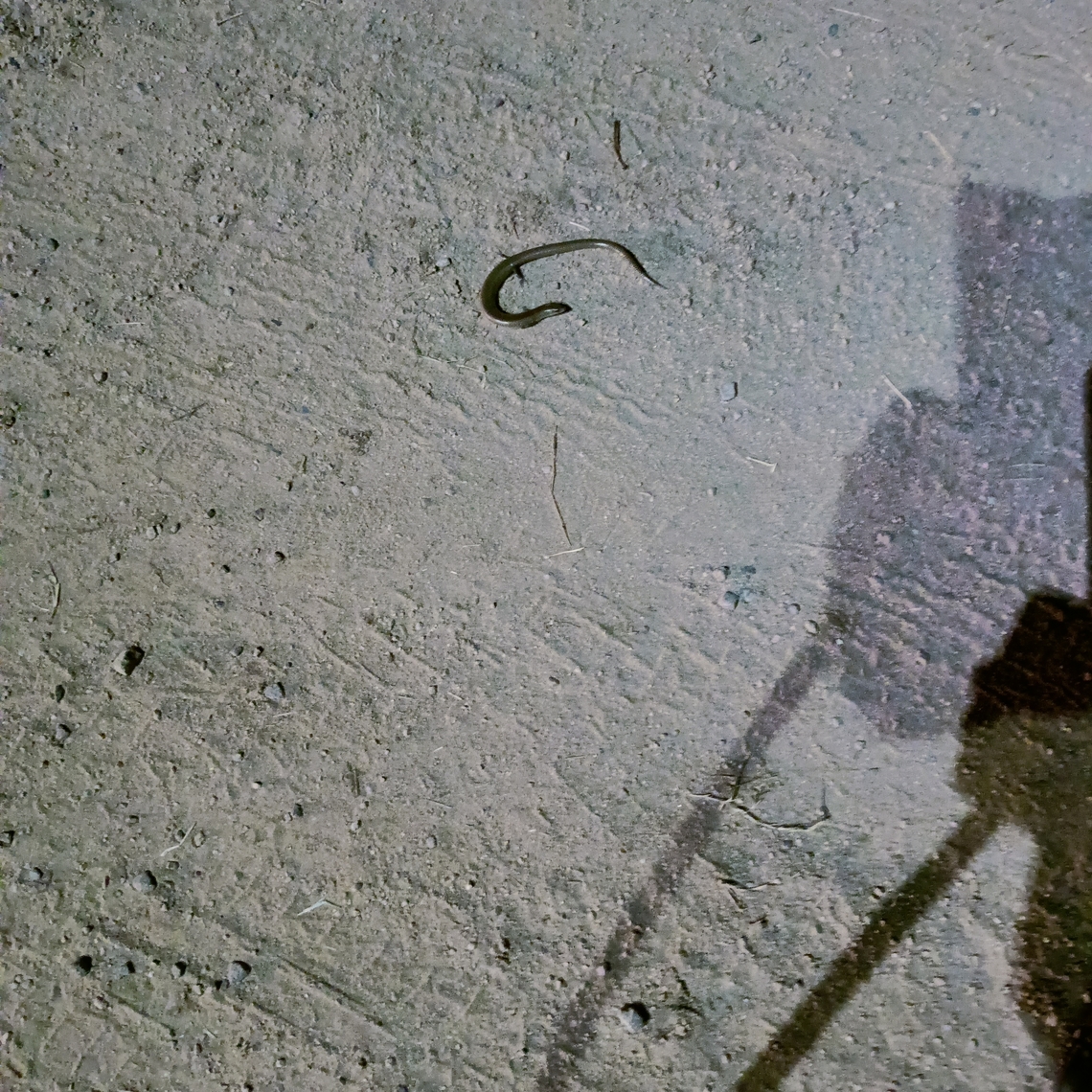 Reptile This reptile moving like snake but it has 4 legs. Location is Shankarpally Near to Hyderabad Telangana state India  Fall,Geotagged,India,Reptiles