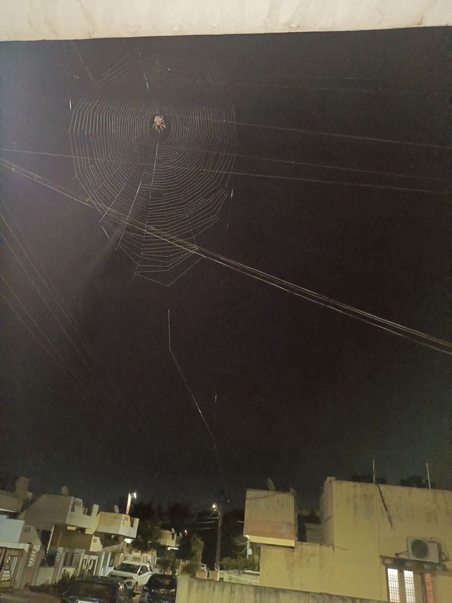 Spider Web A spider is somewhat big size and build a web in a design.