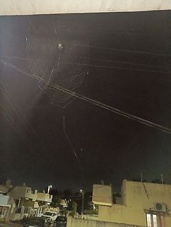 Spider Web A spider is somewhat big size and build a web in a design.