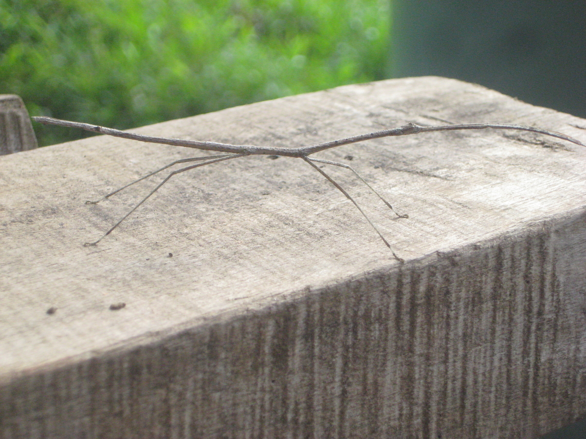 Walking Stick Found in the Hamelengan village, Nukna language, Morobe province Anchiale maculata,Geotagged,Papua New Guinea