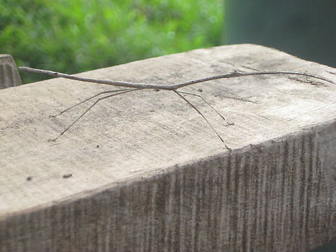 Walking Stick Found in the Hamelengan village, Nukna language, Morobe province Anchiale maculata,Geotagged,Papua New Guinea