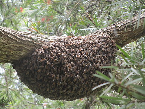 Asian Honey Bee, Papua New Guinea Swarm of Bees Apis cerana,Eastern honey bee,Geotagged,Papua New Guinea,Summer