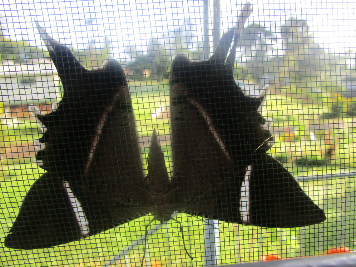 Lyssa macleayi, Papua New Guinea Ukarumpa, Eastern Highlands Geotagged,Lyssa macleayi,Papua New Guinea
