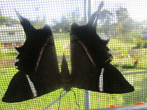 Lyssa macleayi, Papua New Guinea Ukarumpa, Eastern Highlands Geotagged,Lyssa macleayi,Papua New Guinea