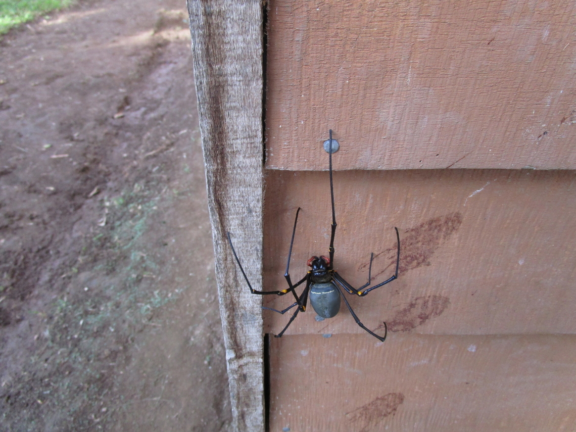 Nephila pilipes, Papua New Guinea Found in the Hamelengan village, Nukna language Geotagged,Giant Golden Orbweaver,Nephila pilipes,Papua New Guinea