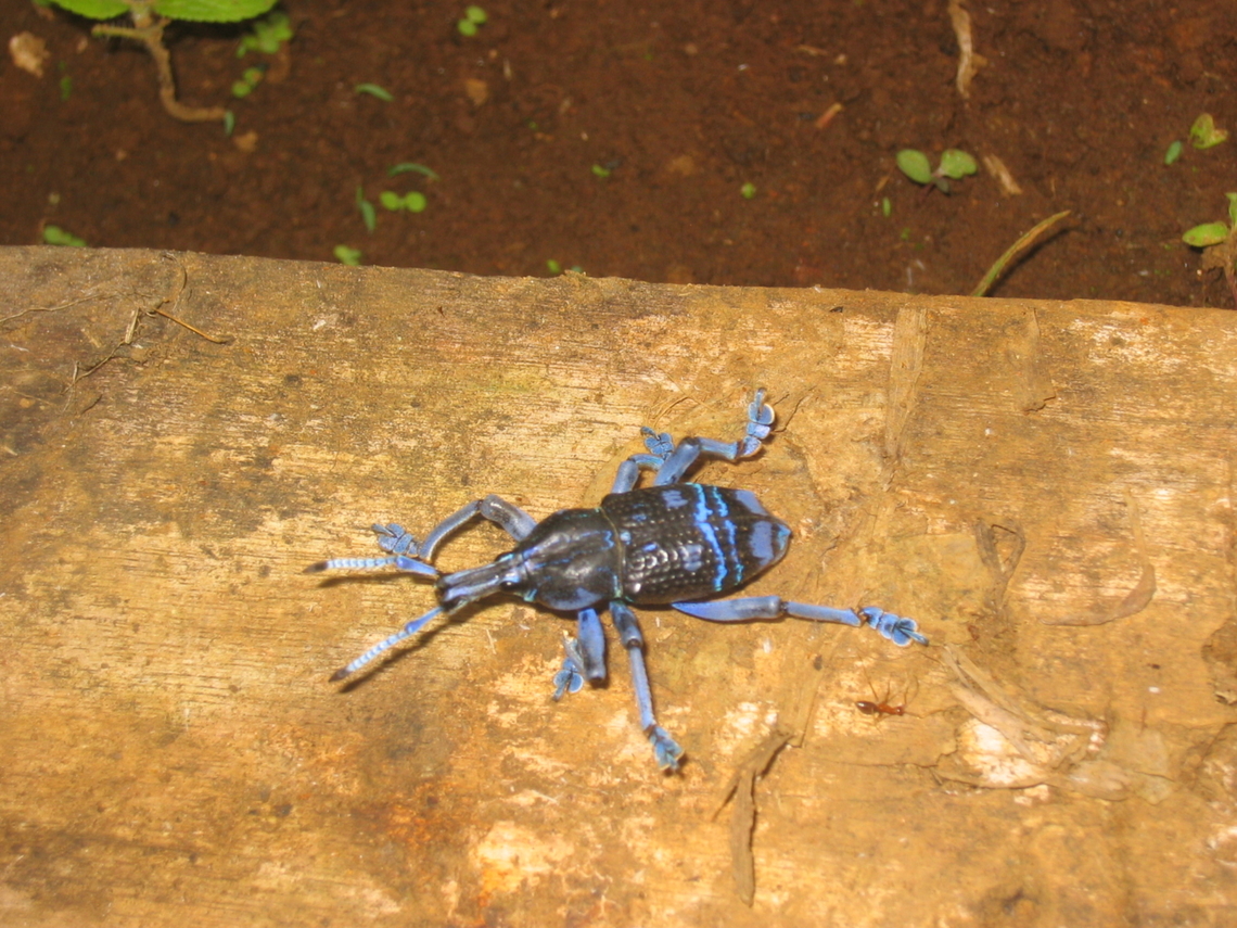 Eupholus weevil, Papua New Guinea Found in the Hamelengan village, Nukna language Eupholus schoenherrii,Eupholus sp.,Geotagged,Papua New Guinea