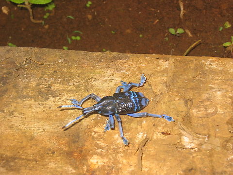 Eupholus weevil, Papua New Guinea Found in the Hamelengan village, Nukna language