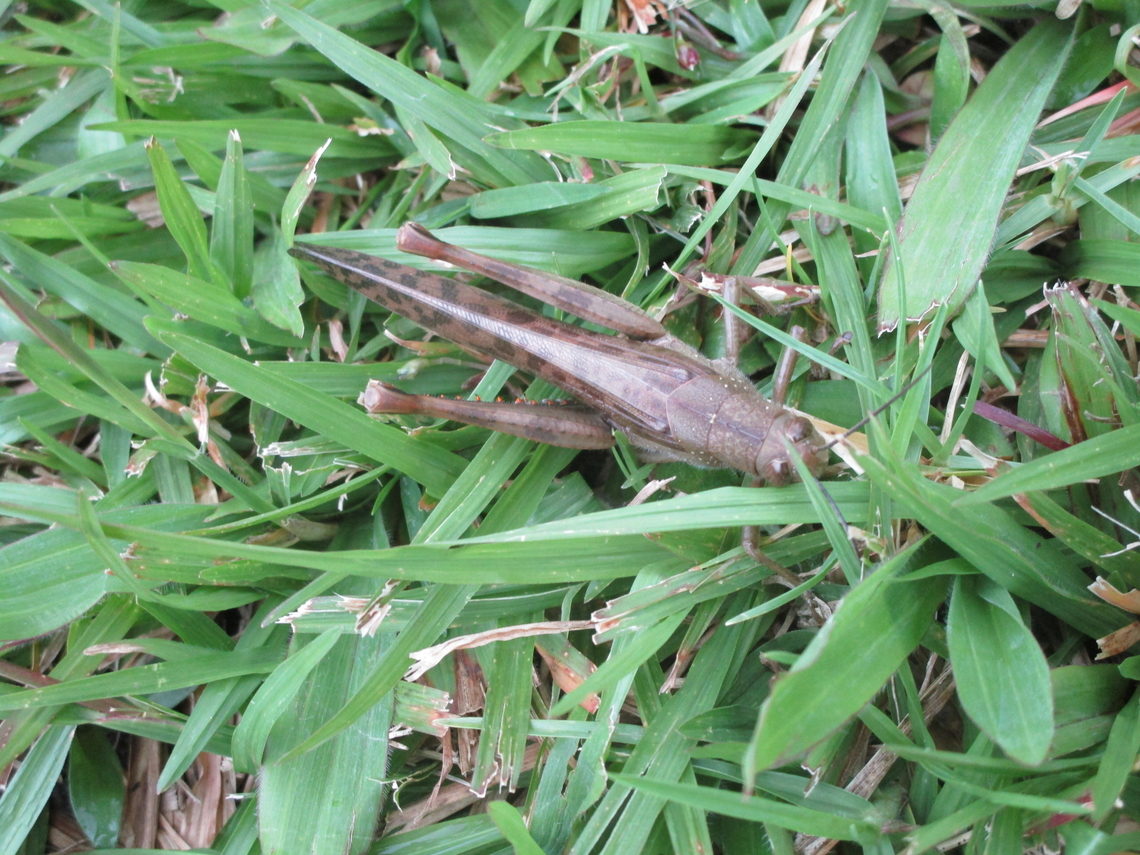Cyrtacanthacridinae, Papua New Guinea Ukarumpa, Eastern Highlands Geotagged,Papua New Guinea
