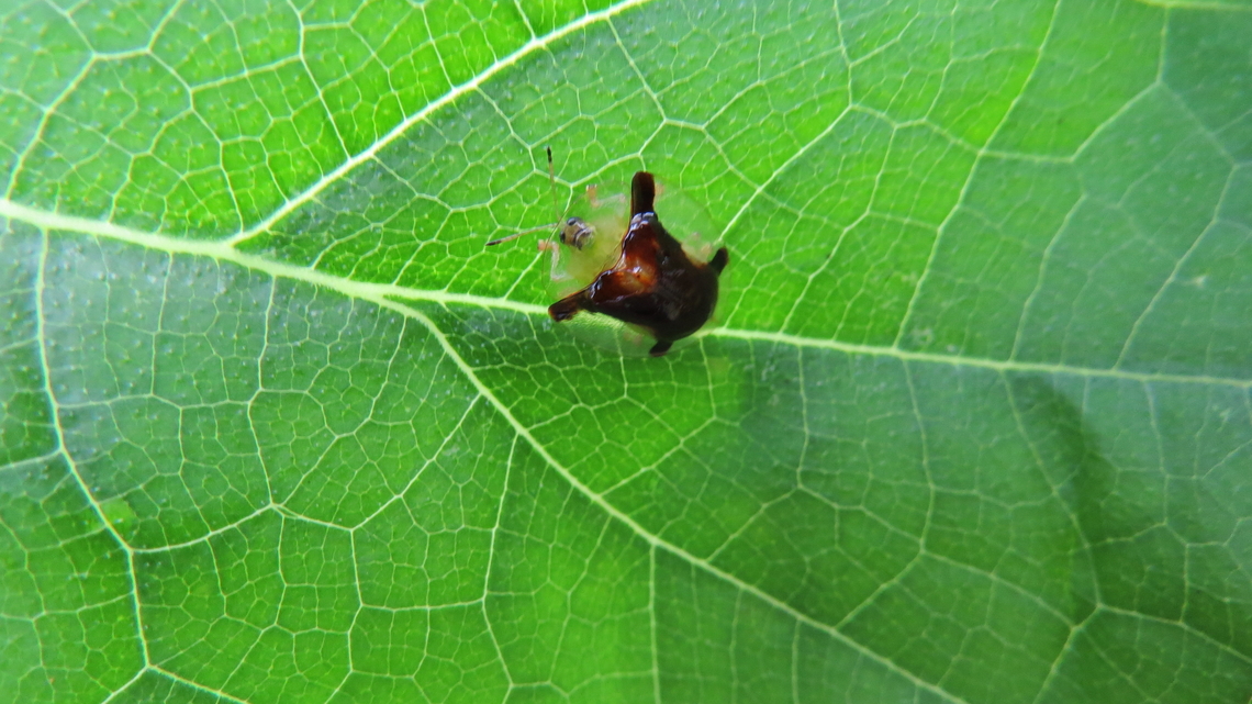 Tortoise Beetle Ukarumpa, Eastern Highlands Asphidimorpha,Aspidimorpha sanctaecrucis,Geotagged,Golden Tortoise Beetle,Papua New Guinea