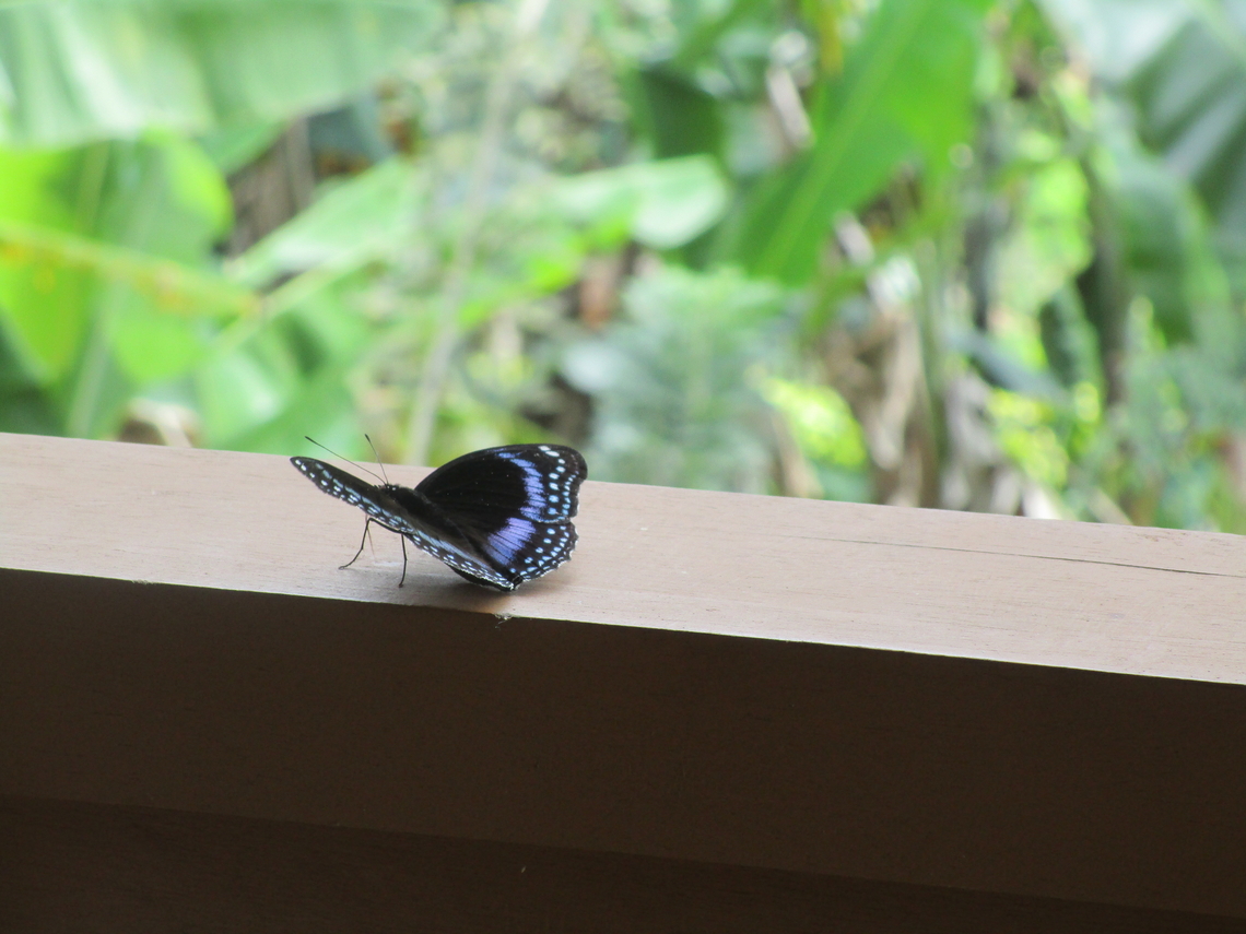 Hypolimnas alimena, Papua New Guinea Found in the Hamelengan village, Nukna language, Morobe province Blue-banded Eggfly,Geotagged,Hypolimnas alimena,Papua New Guinea,Winter