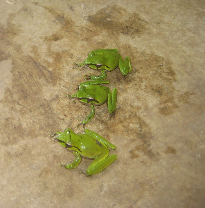 The Arfakiana tree frog, Litoria arfakiana Found in the Hamelengan village, Nukna language, Morobe province Arfakiana tree frog,Geotagged,Litoria arfakiana,Papua New Guinea,Spring