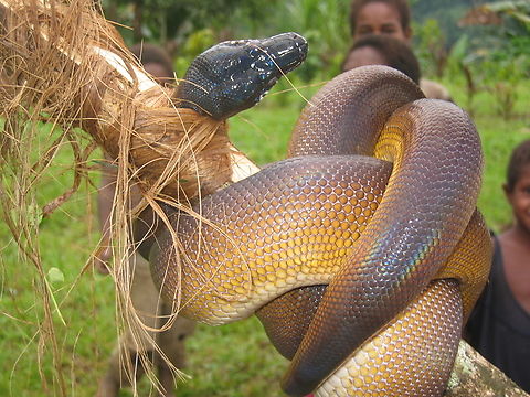 Leiopython fredparkeri, Papua New Guinea Found in the Hamelengan village, Nukna language, Morobe province Geotagged,Leiopython fredparkeri,Papua New Guinea,Summer