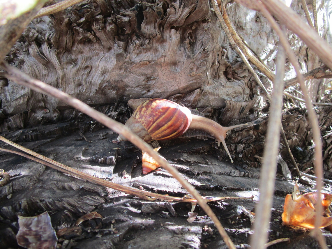 Lissachatina fulica, Giant African Land Snail Mapang Missionary House, Port Moresby Geotagged,Lissachatina fulica,Papua New Guinea,Winter