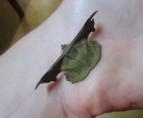 Fascellina papuensis, Geometer Moth Found in the Hamelengan village, Nukna language, Morobe province Fascellina papuensis,Geotagged,Papua New Guinea