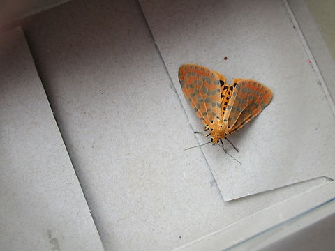 Argina astrea, The Crotalaria podborer Found in the Hamelengan village, Nukna language, Morobe province Argina astrea,Crotalaria podborer,Geotagged,Papua New Guinea,Spring
