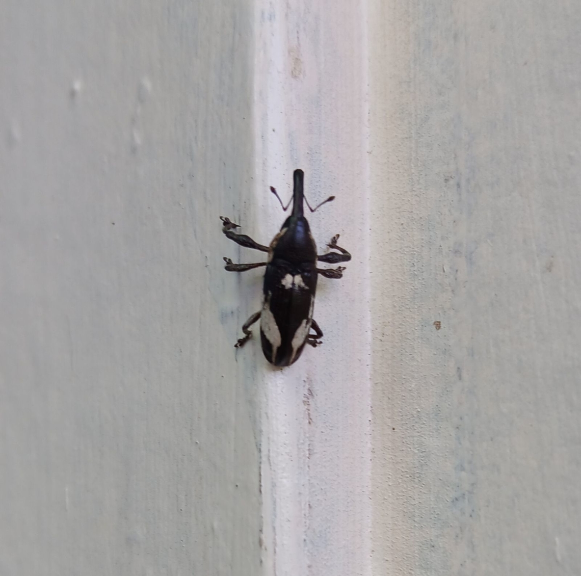 Sternuchopsis elegans Ukarumpa, Eastern Highlands Geotagged,Papua New Guinea,Sternuchopsis elegans
