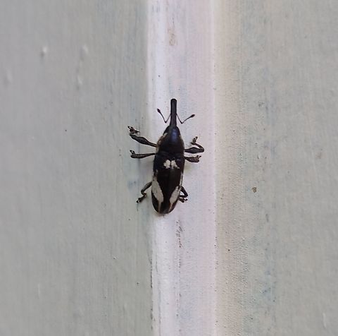 Sternuchopsis elegans Ukarumpa, Eastern Highlands Geotagged,Papua New Guinea,Sternuchopsis elegans