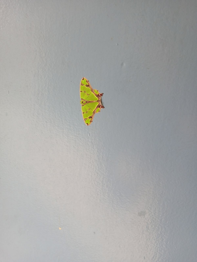 Agathia prasinaspis, Papua New Guinea Ukarumpa, Eastern Highlands Agathia prasinaspis,Geotagged,Papua New Guinea