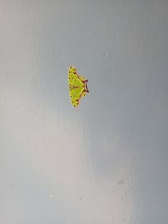 Agathia prasinaspis, Papua New Guinea Ukarumpa, Eastern Highlands Agathia prasinaspis,Geotagged,Papua New Guinea