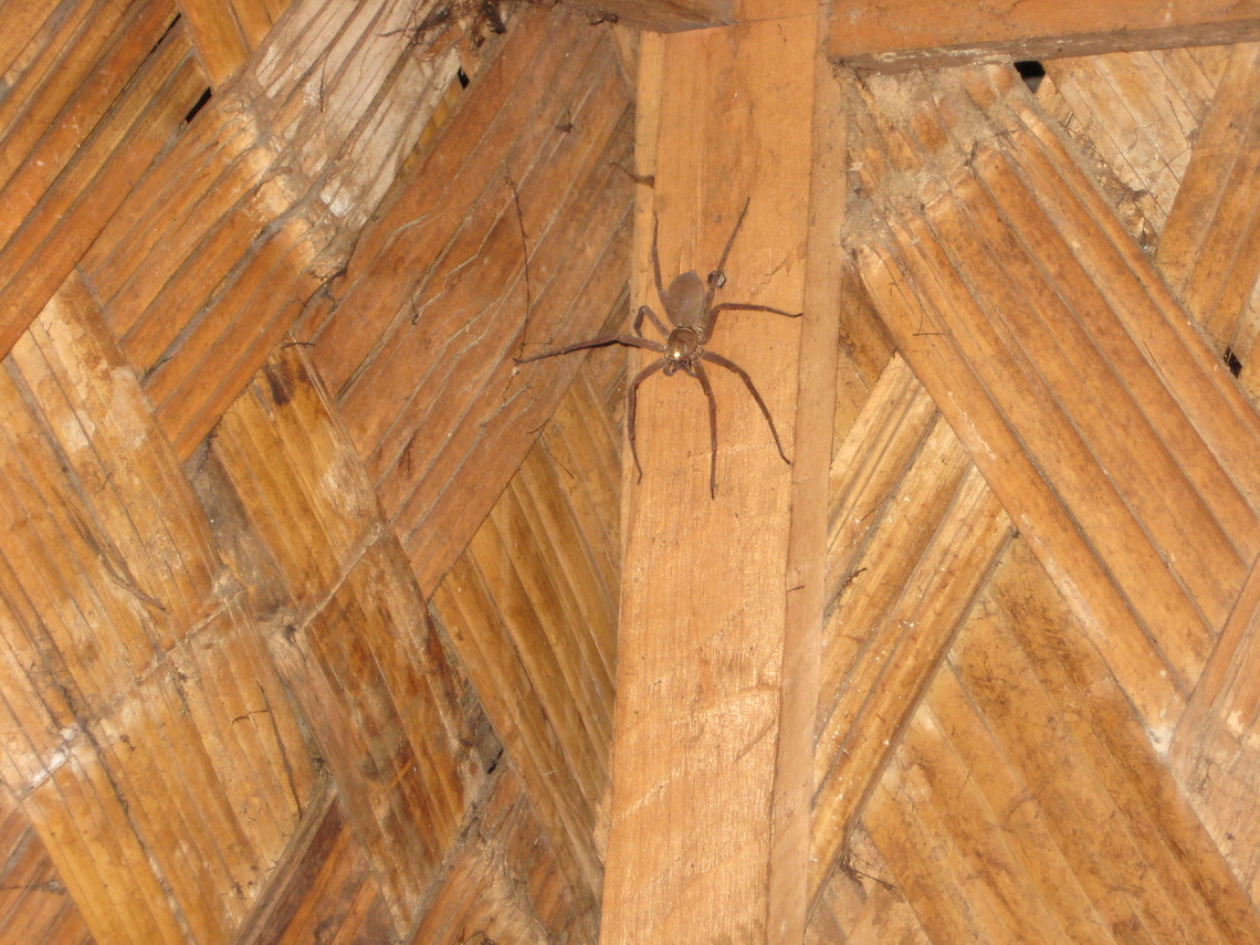 Huntsman Spider, Papua New Guinea Found in the Hamelengan village, Nukna language, Morobe province Geotagged,Heteropoda sp.,Heteropoda sumatrana,Heteropoda venatoria???,Pantropical Huntsman Spider,Papua New Guinea