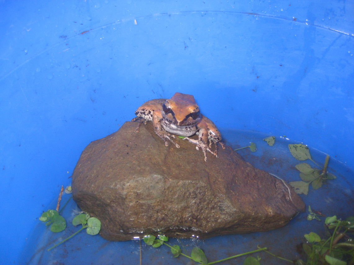 Unknown Frog, Papua New Guinea  Found in the Hamelengan village, Nukna language, Morobe province Geotagged,Papua New Guinea