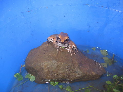 Unknown Frog, Papua New Guinea  Found in the Hamelengan village, Nukna language, Morobe province Geotagged,Papua New Guinea