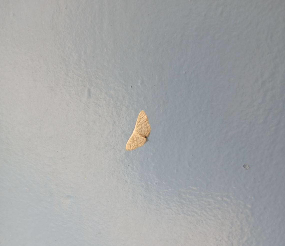 Moth, Papua New Guinea Ukarumpa, Eastern Highlands Geotagged,Papua New Guinea,Scopula spectrum