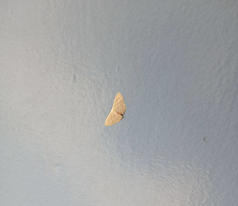 Moth, Papua New Guinea Ukarumpa, Eastern Highlands Geotagged,Papua New Guinea,Scopula spectrum