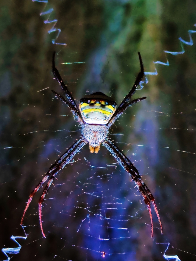 Indian Argiope Spider The Indian Argiope Spider, scientifically known as Argiope anasuja, is a species of orb-weaving spider found in India and other parts of South Asia. These spiders are known for their striking appearance, with a large, colorful abdomen marked with distinctive patterns, often resembling a cross or a letter 'Z'. The rest of their body is typically black or brown.<br />
<br />
Indian Argiope Spiders are known for building intricate, symmetrical orb-shaped webs, which they use to capture flying insects. They are not dangerous to humans and are beneficial in controlling insect populations. These spiders are typically found in gardens, fields, and other open areas with plenty of flying prey.<br />
<br />
The female is larger than the male and remains in the center of the web, while the smaller male resides on the periphery. Mating can be a risky endeavor for the male, as he may risk becoming a meal for the female afterward. These spiders are fascinating creatures, known for their web-building skills and distinctive appearance.<br />
<br />
Certainly, here are more details about the Indian Argiope Spider:<br />
<br />
1. **Scientific Name**: Argiope anasuja.<br />
2. **Appearance**: <br />
   - Females are larger than males, with a body length of around 10-15 mm, while males are about 4-6 mm.<br />
   - They have a large, colorful abdomen with intricate patterns, often resembling a cross or 'Z'. The rest of their body is typically black or brown.<br />
   - Their legs are long and slender, with distinct yellow bands.<br />
3. **Habitat**: Found in various parts of India and other South Asian countries, often in gardens, fields, and open areas.<br />
4. **Web Construction**: Indian Argiope Spiders are skilled orb-weavers, constructing large, circular webs that are often between plants or in tall grass. These webs are used to catch flying insects.<br />
5. **Diet**: They primarily feed on insects that get trapped in their webs, including flies, moths, and other small flying creatures.<br />
6. **Behavior**: <br />
   - Females tend to stay in the center of their web, while males stay on the periphery.<br />
   - Mating can be a risky endeavor for the male, as there is a chance that the female may cannibalize him after mating.<br />
7. **Venom**: Indian Argiope Spiders are not considered dangerous to humans. Their venom is primarily used to immobilize prey, not for defense.<br />
8. **Reproduction**: After mating, the female lays her eggs in a silken egg sac, which she guards until the spiderlings hatch.<br />
9. **Lifespan**: The lifespan of an Indian Argiope Spider can vary, with females generally living longer than males. Females may live for several months, while males have a shorter lifespan.<br />
10. **Role in Ecosystem**: These spiders play a vital role in controlling insect populations, helping to maintain ecological balance by preying on flying insects.<br />
<br />
Indian Argiope Spiders are fascinating creatures known for their intricate webs and striking appearance. They are a common sight in many parts of India and contribute to the natural pest control in their habitats.<br />
<br />
The Indian Argiope spider, scientifically known as Argiope anasuja, is a species of orb-weaving spider found in India and other parts of South Asia. Here are some key characteristics and facts about this spider:<br />
<br />
1. Appearance: Indian Argiope spiders are known for their striking appearance. They have a large, colorful abdomen with distinctive yellow and black markings that resemble a face. The body is usually silver or gray.<br />
<br />
2. Size: These spiders are relatively large, with females typically measuring around 15-20 mm in body length, while males are smaller, averaging 5-6 mm.<br />
<br />
3. Web: Like other orb-weaving spiders, Indian Argiope spiders construct intricate, circular webs to catch flying insects. These webs are usually positioned horizontally, often in open areas like gardens.<br />
<br />
4. Diet: They primarily feed on insects that get caught in their webs, including flies, bees, and other small prey.<br />
<br />
5. Behavior: Indian Argiope spiders are not aggressive towards humans and are generally harmless. They are more inclined to retreat than bite when disturbed. Their primary focus is on catching prey for sustenance.<br />
<br />
6. Reproduction: After mating, female Argiope spiders produce large, round egg sacs that contain hundreds of eggs. These sacs are typically suspended within their webs.<br />
<br />
7. Habitat: You can find Indian Argiope spiders in a variety of habitats, including gardens, grasslands, and forested areas, across India and neighboring countries.<br />
<br />
8. Seasonal Presence: They are often seen during the monsoon season when insect activity is high, and their webs are more likely to capture prey.<br />
<br />
9. Importance: These spiders play a role in controlling insect populations and maintaining ecological balance in their habitats.<br />
<br />
Remember that while Indian Argiope spiders are not considered dangerous to humans, it's always a good practice to avoid disturbing or handling them to prevent accidental bites or damage to their webs. Argiope,Argiope Spider,Argiope anasuja,ArgiopeSpider,Fall,Geotagged,India,Signature Spider,insect,spider