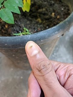 Tiniest Snail I have ever seen! I am not aware of this type of breed so I am looking for its identity and can not get any well information about it.I'll be glad if anyone can inform me about its breed.This snail is collected from Chittagong,Bangladesh.Which is a tropical area.