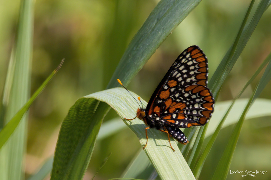 Baltimore Checkerspot 2021-06-08 IMG_6508l Baltimore Checkerspot Butterfly, Dewberry Trail, east Ottawa, Ontario, Canada, June 8, 2021. Baltimore Checkerspot,Canada,Euphydryas phaeton,Geotagged,Spring