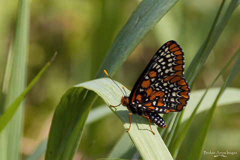 Baltimore Checkerspot 2021-06-08 IMG_6508l Baltimore Checkerspot Butterfly, Dewberry Trail, east Ottawa, Ontario, Canada, June 8, 2021. Baltimore Checkerspot,Canada,Euphydryas phaeton,Geotagged,Spring