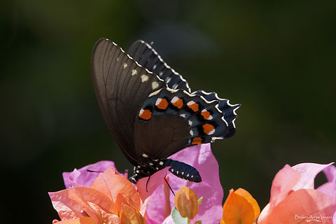 Pipevine Swallowtail butterfly 2022-09-15 Pipevine Swallowtail butterfly taken on 15 Sept 2022 on Isla Mujeres, Quintana Roo, Mexico. Battus philenor,Geotagged,Mexico,Pipevine Swallowtail,Summer