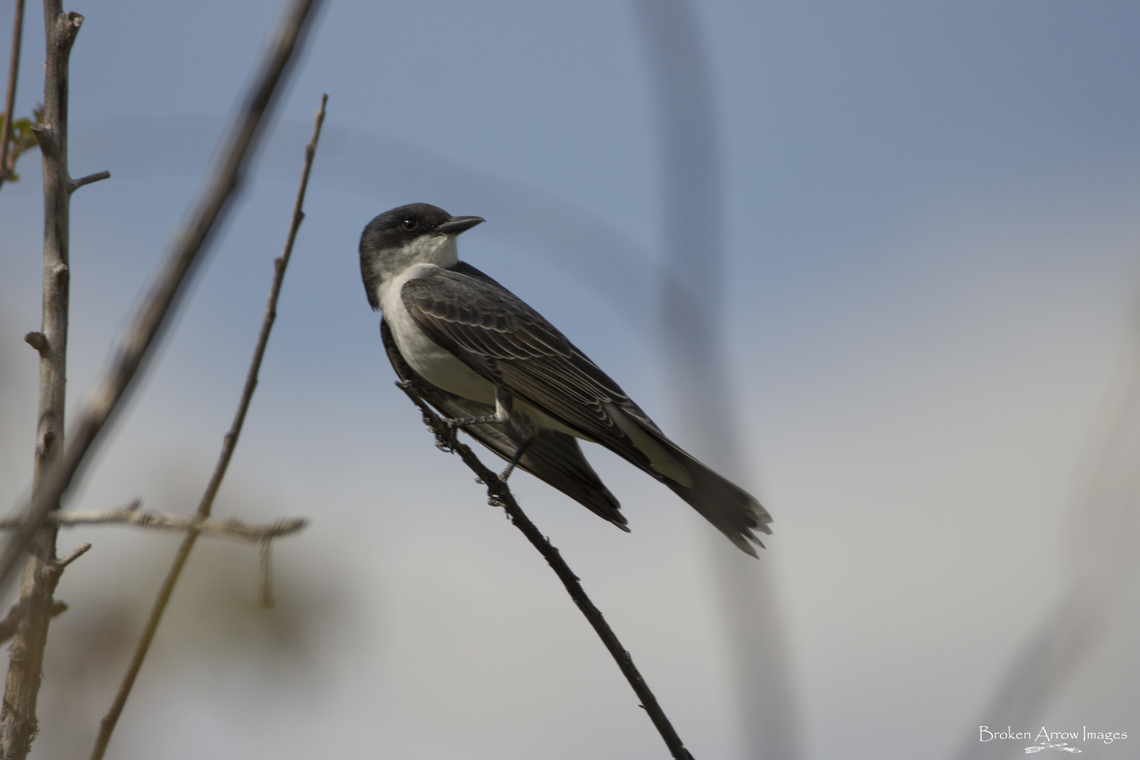 Eastern Kingbird, Ottawa Ontario Canada, 15 May 2021 Eastern Kingbird photographed next to the Sawmill Creek Settling Ponds in Ottawa, Ontario, Canada on 15 May 2021. Canada,Eastern kingbird,Geotagged,Spring,Tyrannus tyrannus