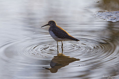 Solitary Sandpiper, Calgary Alberta Canada, 24 Aug 2021 Solitary Sandpiper photographed at the Inglewood Wildlands in Calgary, Alberta, Canada on 24 Aug 2021. Canada,Geotagged,Solitary sandpiper,Summer,Tringa solitaria