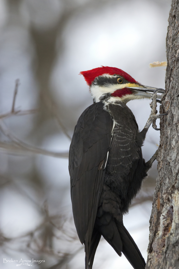 Pileated Woodpecker, Ottawa, Canada, 20 Feb 2021 Male Pileated Woodpecker photographed at Vincent Massey Park in Ottawa, Ontario, Canada, 20 Feb 2021. I love his foot in the foreground (not hard to believe birds came from dinosaurs seeing that) and the chip of wood in the air above his beak. He is male based on the red &quot;moustache&quot; by his beak. Canada,Dryocopus pileatus,Geotagged,Pileated Woodpecker,Winter