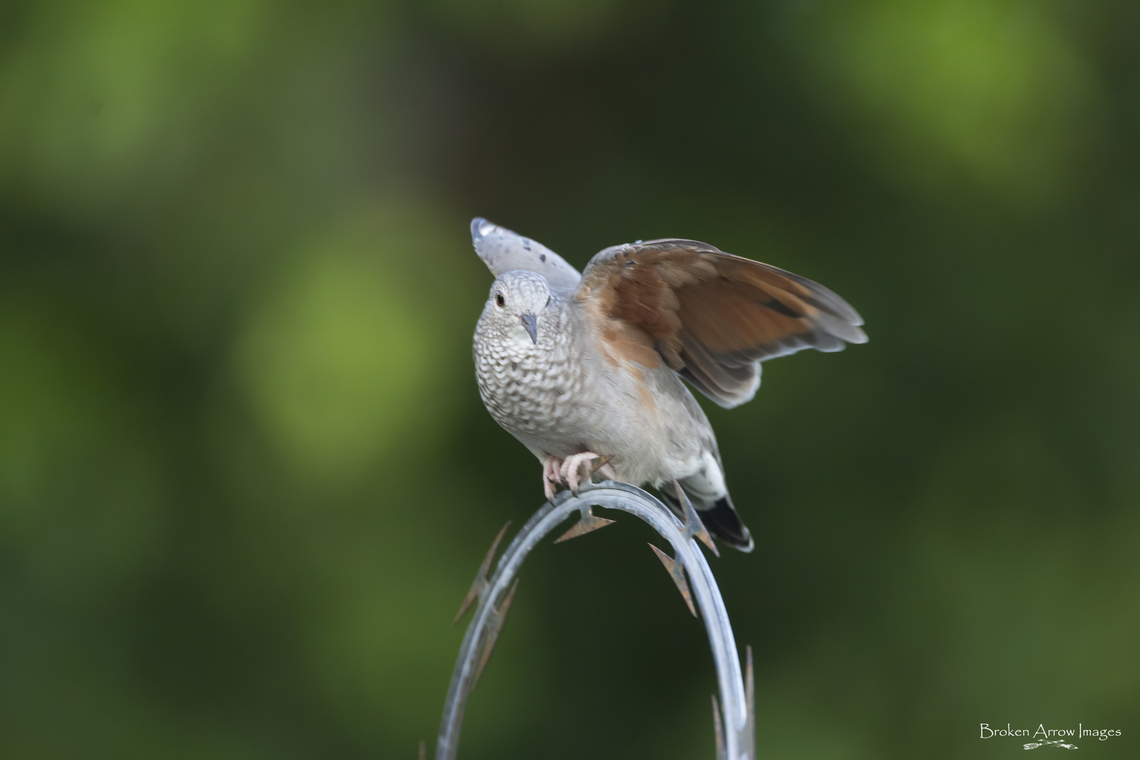 Common Ground Dove, Palm Cay, New Providence, Bahamas, 17 Aug 2022 Common Ground Dove photographed at Palm Cay, New Providence, Bahamas, 17 Aug 2022. I saw several of these birds, and true to their name, I mostly saw them foraging on the ground. They all were a dark reddish-brown colour. This one was a bit of a rebel with its light grey colouring (aside from the underside of the wings) and hanging out atop some razor wire that was on top of a wall surrounding the marina. Columbina passerina,Common ground dove,Geotagged,Summer,The Bahamas