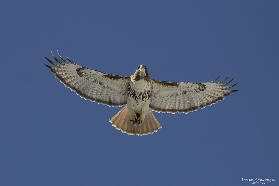 Red-Tailed Hawk with prey, Ottawa Canada, 20 Mar 2021 Red-tailed Hawk photographed at Vincent Massey Park in Ottawa, Ontario, Canada on 20 Mar 2021. <br />
<br />
I was at the park a few days earlier and saw two hawks fly through. I came back on this day hoping to spot them again and I was very lucky to spot one of them again. It was circling around an open area of the park with some sort of string or straw or fibre in its mouth. As I was taking pictures of it another hawk (this one) showed up and they both circled for a while before flying off. It wasn&#039;t until I got home and looked through my pictures that I noticed that this one was carrying prey. I don&#039;t know what prey it is, but I suspect it may be a vole. Buteo jamaicensis,Canada,Geotagged,Red-tailed hawk,Winter