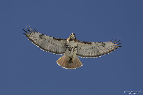 Red-Tailed Hawk with prey, Ottawa Canada, 20 Mar 2021 Red-tailed Hawk photographed at Vincent Massey Park in Ottawa, Ontario, Canada on 20 Mar 2021.
I was at the park a few days earlier and saw two hawks fly through. I came back on this day hoping to spot them again and I was very lucky to spot one of them again. It was circling around an open area of the park with some sort of string or straw or fibre in its mouth. As I was taking pictures of it another hawk (this one) showed up and they both circled for a while before flying off. It wasn't until I got home and looked through my pictures that I noticed that this one was carrying prey. I don't know what prey it is, but I suspect it may be a vole. Buteo jamaicensis,Canada,Geotagged,Red-tailed hawk,Winter