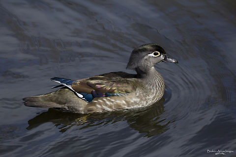 Female Wood Duck, Ottawa Canada, 1 Apr 2021 Female Wood Duck photographed at Mud Lake, Ottawa, Ontario, Canada on 1 Apr 2021. While the male typically gets all the attention for its flashy colours, there is incredible subtle beauty in the iridescence on the back feathers and top of the head, and the deep blues of the wing tips of the female. The yellow around the eye is also a nice touch. Aix sponsa,Canada,Geotagged,Spring,Wood duck