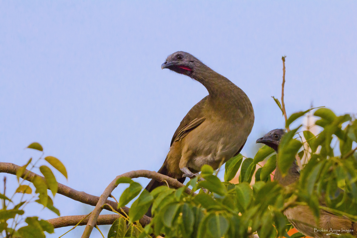 Plain Chachalaca 2022-09-28 Plain Chachalaca photographed in Puerto Morelos, Quintana Roo, Mexico, 28 Sept 2022. Fall,Geotagged,Mexico,Ortalis vetula,Plain chachalaca